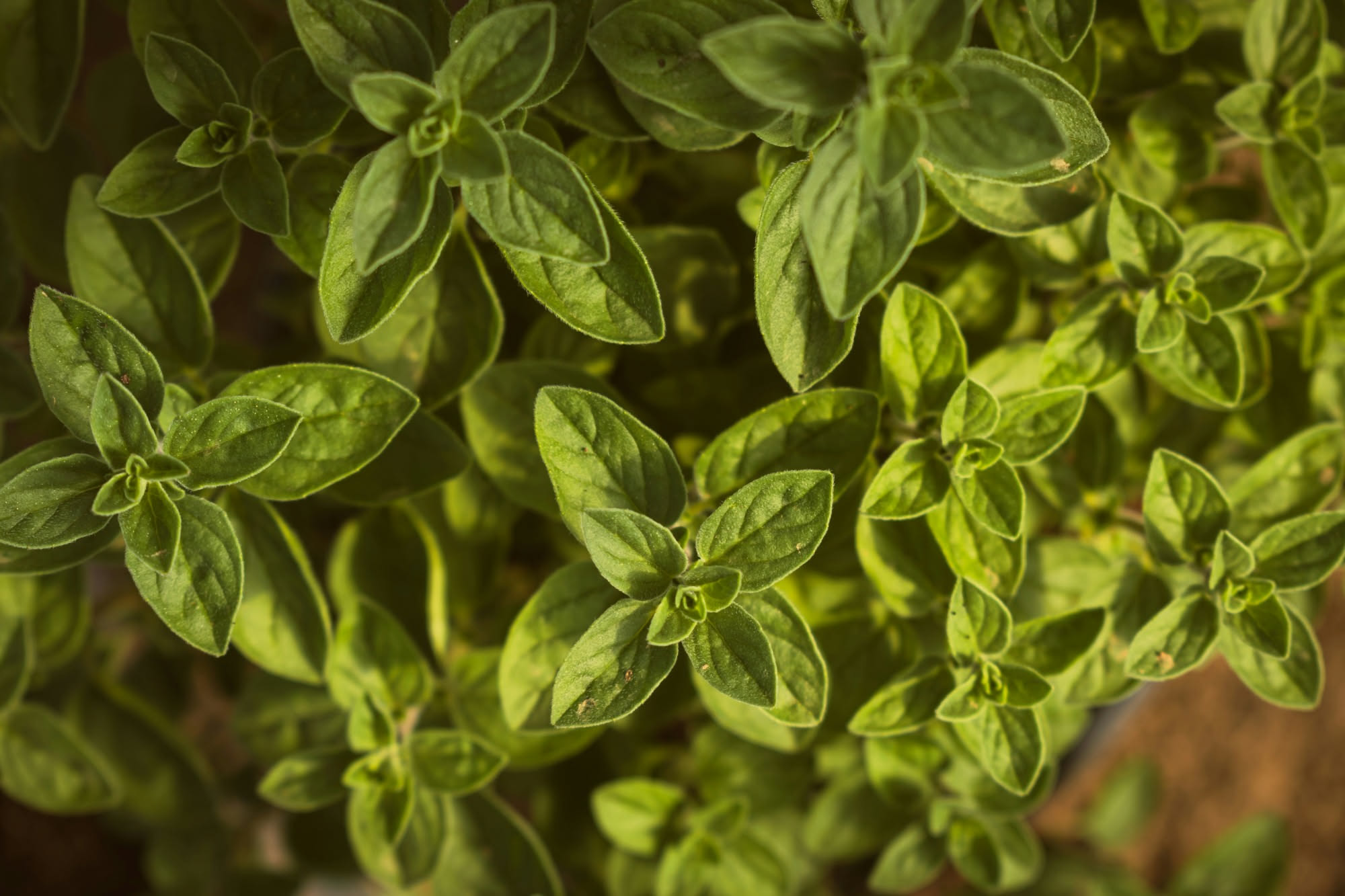 Come si conserva l'origano in pizzeria senza perderne l'aroma
