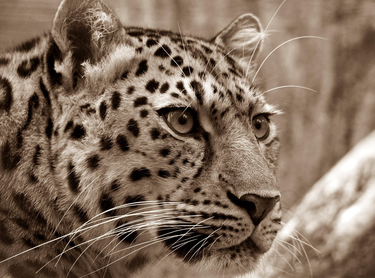 La leopardatura: cosa sono quelle macchie scure e cosa raccontano