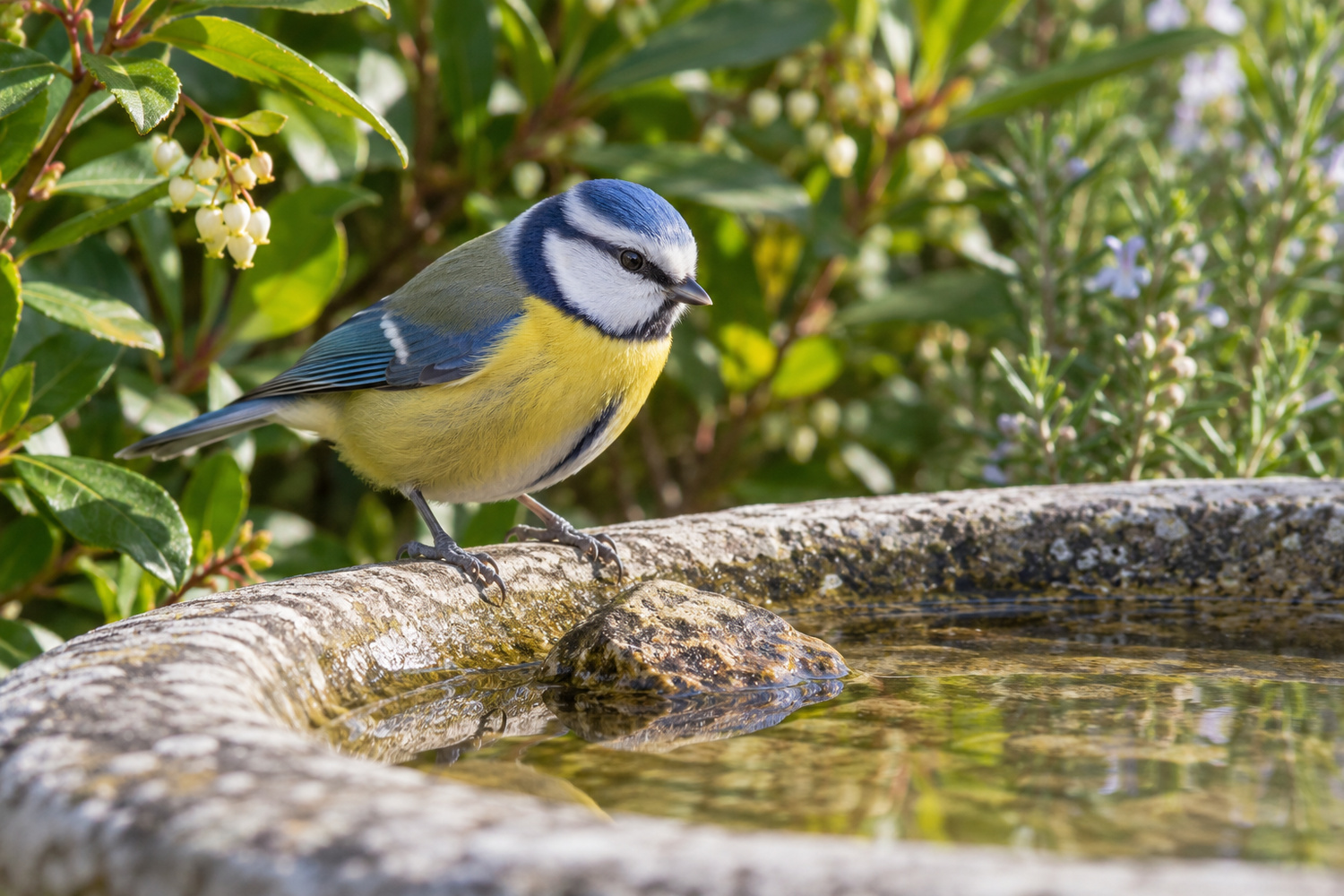 Come attirare gli uccelli selvatici in giardino senza danneggiarli